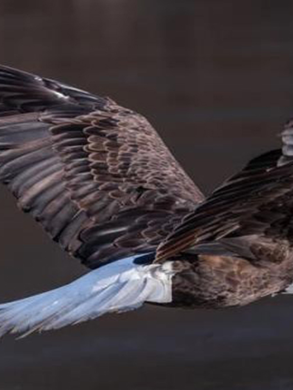 SOAR