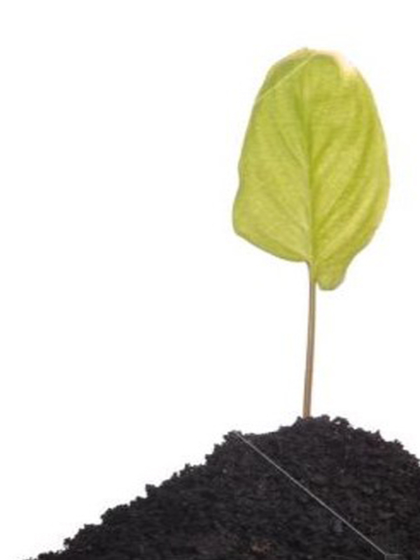 Promises for A New Beginning